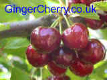 GingerCherry